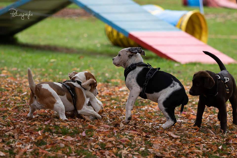 4 Hunde im Spiel 2.jpg